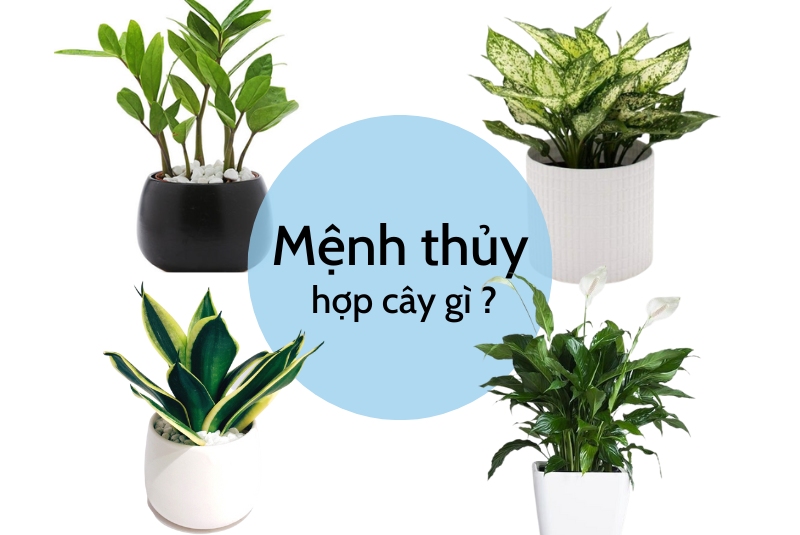 Điểm danh những cây cảnh hợp người mệnh Thủy